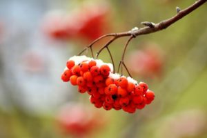 rowan-3940607_1280